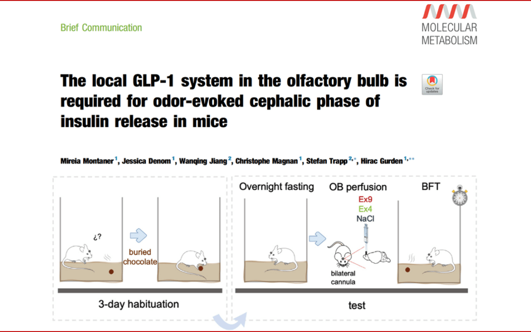 The local GLP-1 system in the olfactory bulb is required for odor-evoked cephalic phase of insulin release in mice