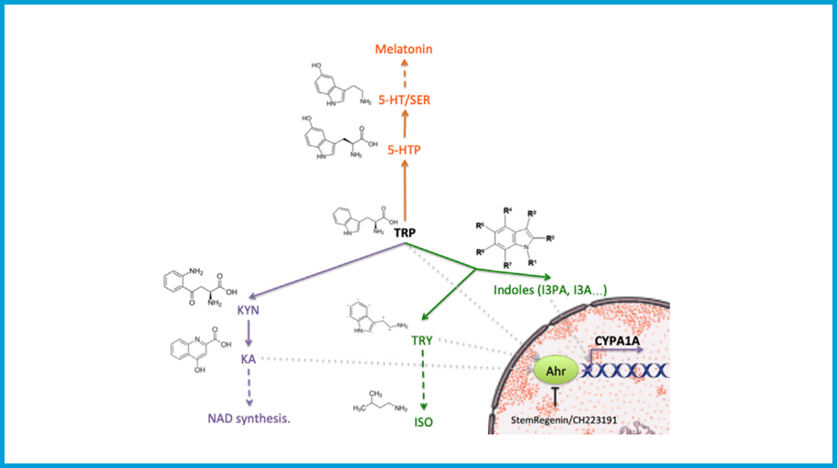 Tryptophan metabolism promotes immune evasion in human pancreatic β cells